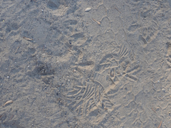 Phasianus colchicus