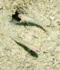 Amblygobius nocturnus