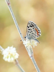 Euphilotes enoptes dammersi