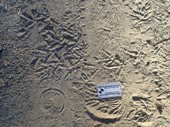 Phasianus colchicus