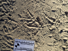 Phasianus colchicus