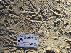 Phasianus colchicus