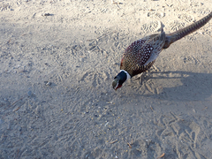 Phasianus colchicus