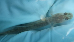 Eucyclogobius newberryi