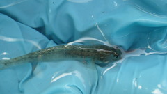 Eucyclogobius newberryi