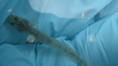 Eucyclogobius newberryi