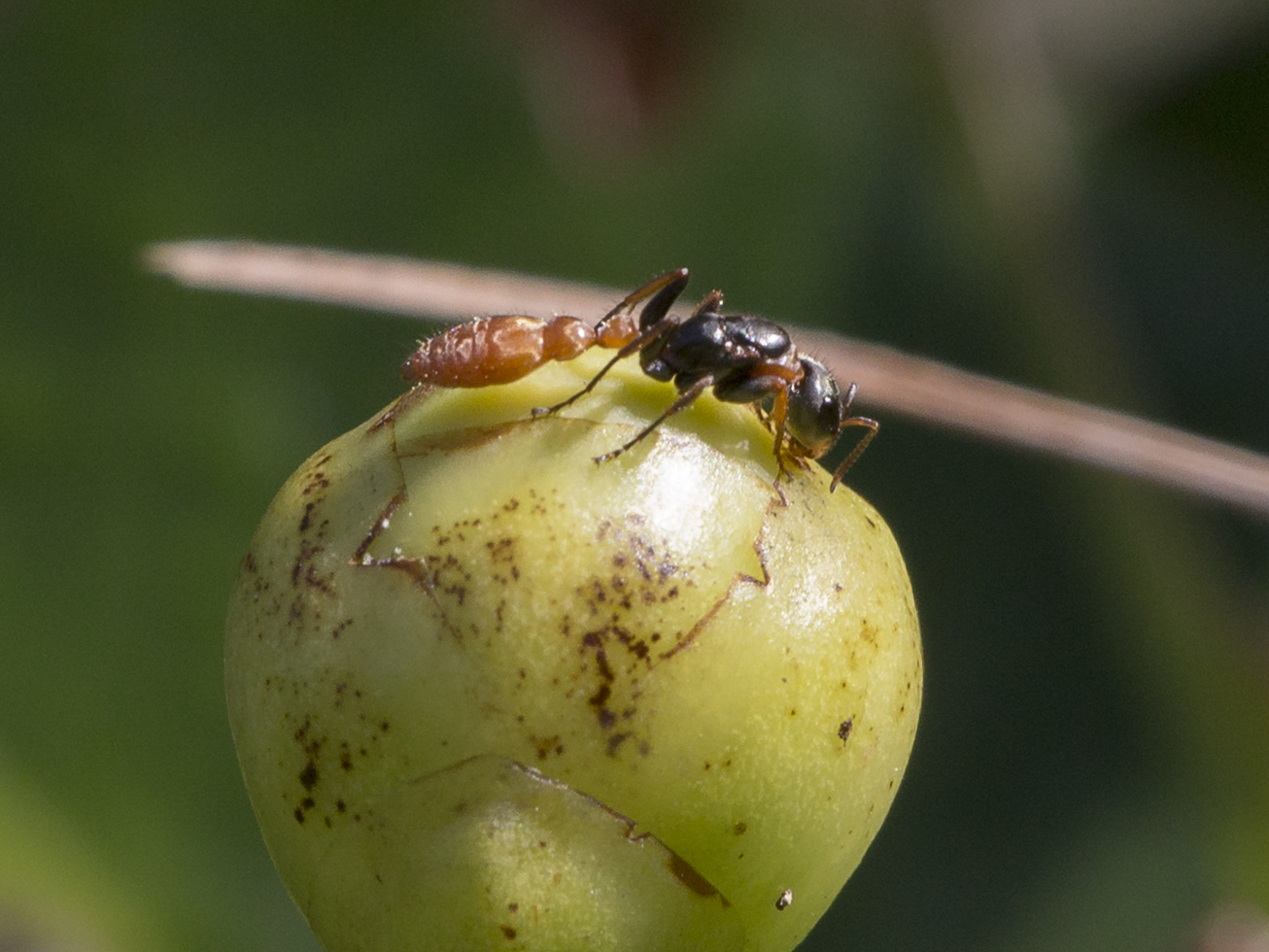 Pseudomyrmex venustus