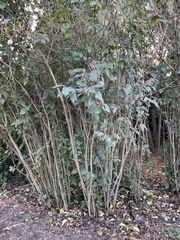 Viburnum × rhytidophylloides