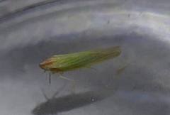 Dikraneura angustata