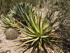 Agave chrysoglossa