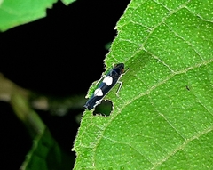 Microgoniella tristicula