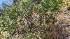 Colliguaja odorifera