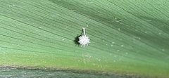 Microstigmus
