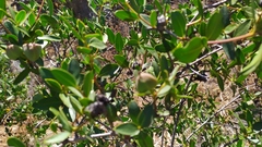 Colliguaja odorifera