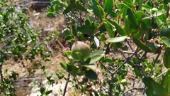 Colliguaja odorifera