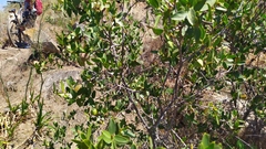 Colliguaja odorifera