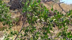 Colliguaja odorifera