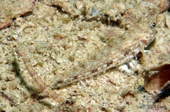 Macrodontogobius wilburi