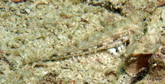 Macrodontogobius wilburi
