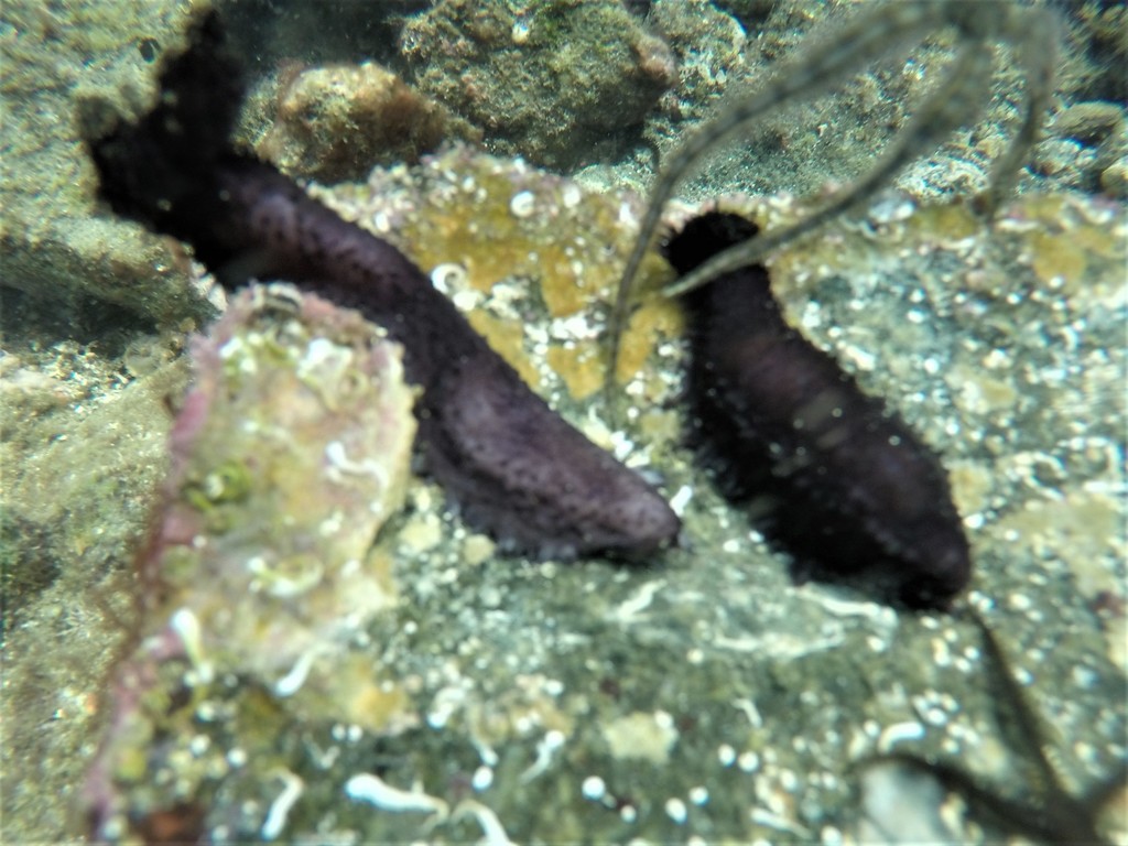 Pseudocnus californicus