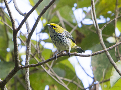 Ixothraupis guttata