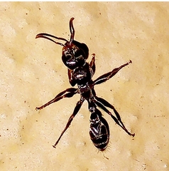 Pseudomyrmex