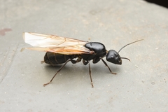 Camponotus japonicus