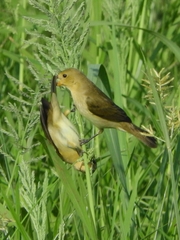 Sporophila lineola