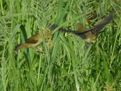 Sporophila lineola