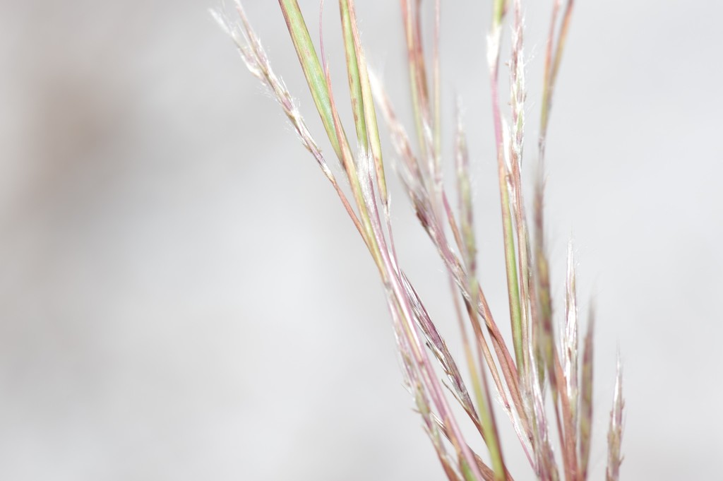 Shortspike bluestem