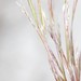 Andropogon brachystachyus - Photo 由 Peter and Kim Connolly 所上傳的 (c) Peter and Kim Connolly，保留部份權利CC BY-NC