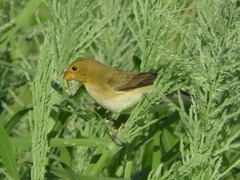 Sporophila lineola
