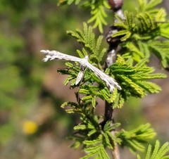 Singularia alternaria