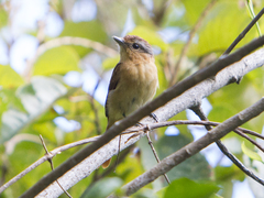 Pachyramphus castaneus