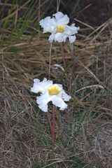 Mandevilla petraea