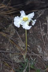 Mandevilla petraea