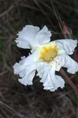 Mandevilla petraea