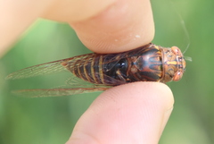 Birrima varians