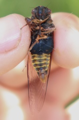 Birrima varians
