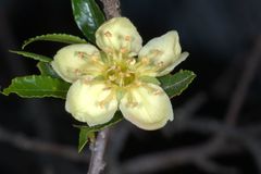 Kageneckia lanceolata