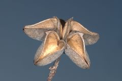 Kageneckia lanceolata