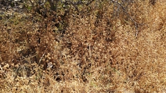 Moscharia pinnatifida