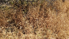 Moscharia pinnatifida