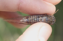 Birrima varians