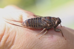 Birrima varians