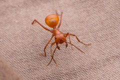 Melophorus bagoti