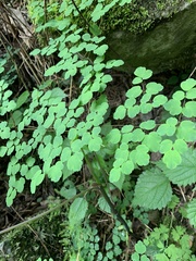 Thalictrum rhynchocarpum