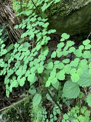 Thalictrum rhynchocarpum