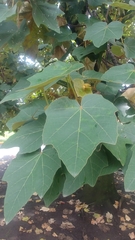 Chiranthodendron