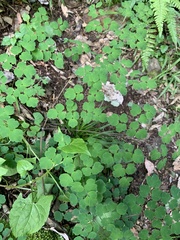 Thalictrum rhynchocarpum
